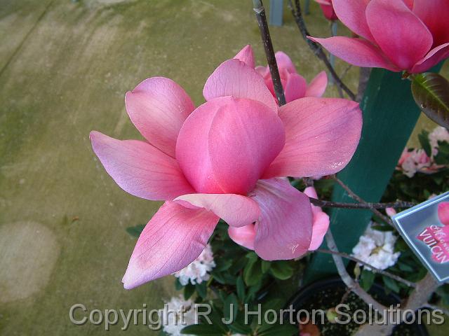 Magnolia Vulcan